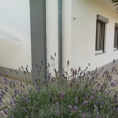 Violeta * Póla