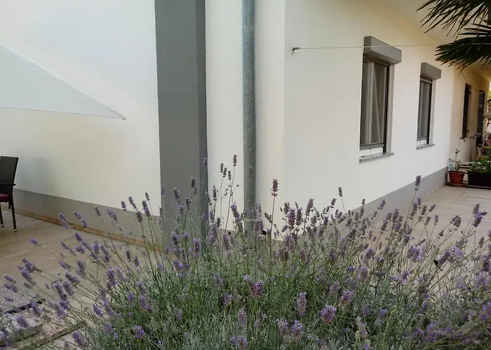 Violeta * Póla